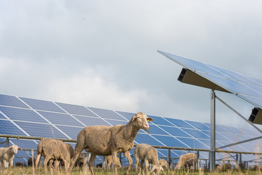 solar grazing